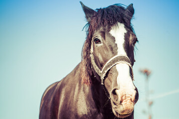 Portrait of a dark horse in a field. Toned.