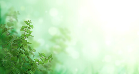 Fototapeta na wymiar Horizontal banner with green peppermint leaves