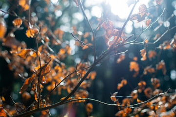 Herbstblätter im Wald, Herbstbeginn