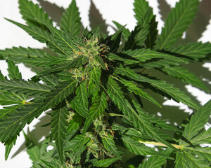 buds of blooming green cannabis on a low bush on a white background