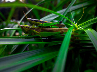 close up photo of grasshopper