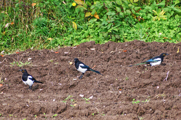 Three magpies are sitting in a plowed field looking for worms