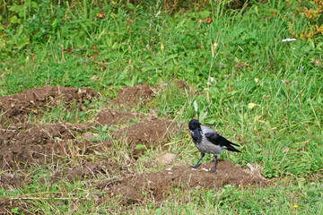 A crow sat down in a clearing near a ploughed field to look for worms