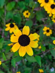 yellow flowers in the garden