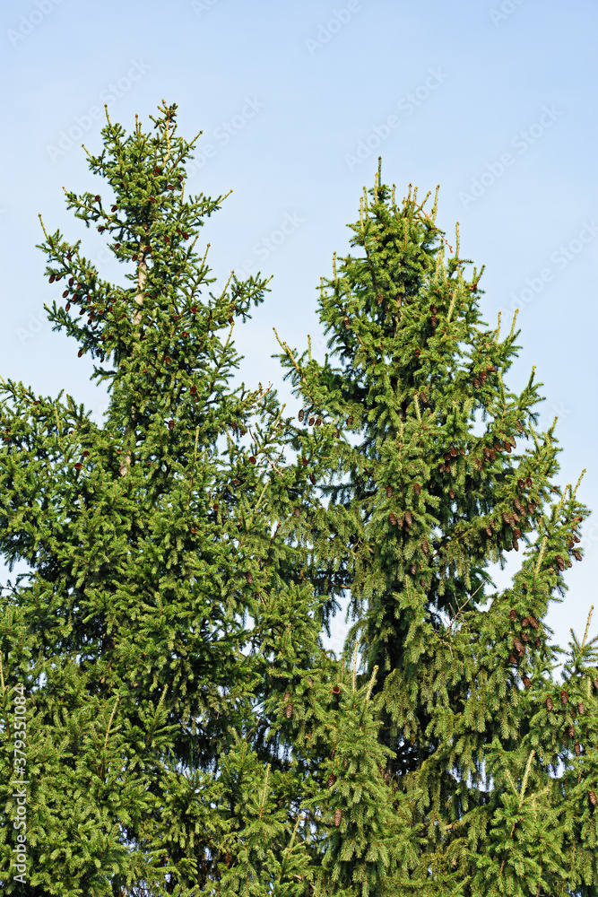 Wall mural side view of two large fir trees against the blue sky