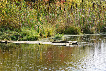 Autumn view of a small wooden bridge on the reedy Bank of a forest river