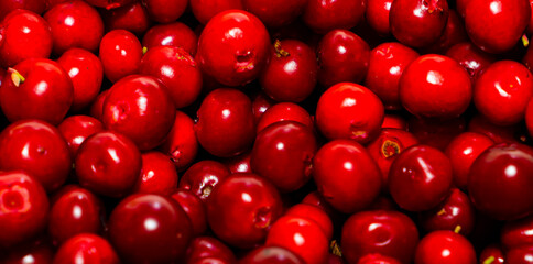 Close up of wild red Lingonberries. 