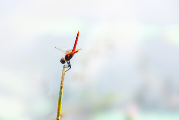 A macro photo of a red dragonfly holding its entire foot on the treetops. The background is a pond with bright, almost white light, which is the blank area for the copy space.