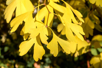 Golden fall. Ginkgo (Ginkgo biloba) in park