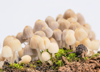 Moss and mushrooms in daylight
