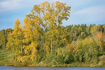 Autumn view of deciduous trees with yellowing leaves growing on the Bank of a forest river