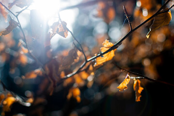 Herbstblätter im Wald, Herbstbeginn