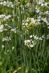 Flowers of the Allium tuberosum or Garlic Chives in a vegetable garden in Steyl, the Netherlands. Blurred background