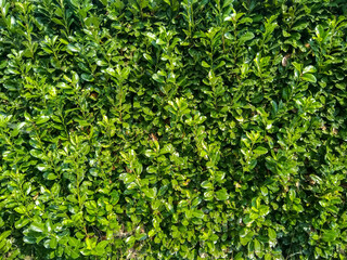 green leaves background