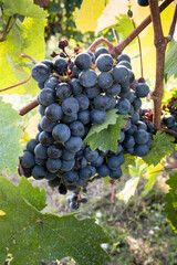 Large cluster of red wine grapes hang from a vine with beautiful leaves around it