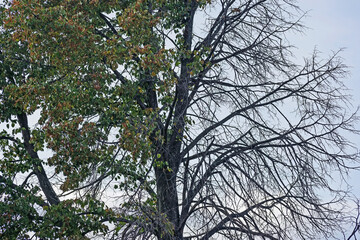 Side view of a Linden tree burned half in autumn after a forest fire