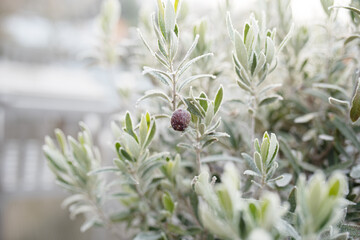 Olive branches in the autumn frost
Olive branches in the autumn frost. Gray fog in autumn on a...
