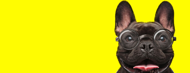 happy french bulldog puppy wearing glasses and sticking out tongue
