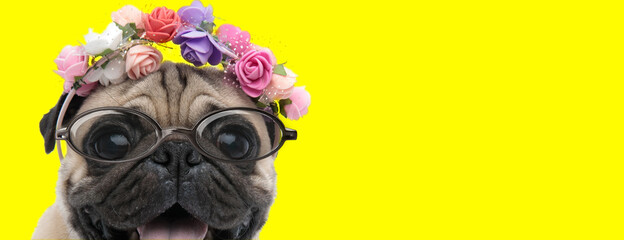 happy pug doggy wearing glasses and flowers headband