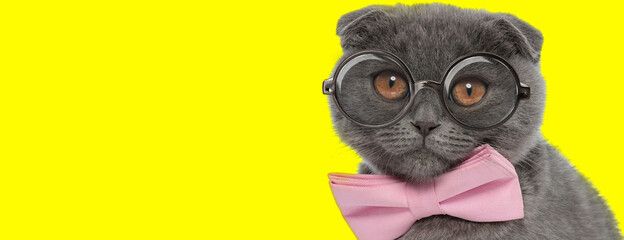 Naklejka premium cute scottish fold kitty wearing glasses and pink bowtie