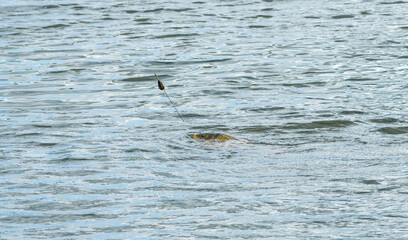 Fish being caught on rod, the head is out of the water and its a side view with water background. You can see the fishing line.