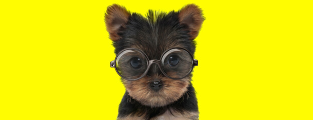 cute yorkshire terrier puppy wearing glasses - obrazy, fototapety, plakaty