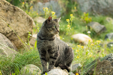 Nice cat watching the horizon