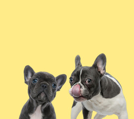 contrast between a little and mature french bulldog dog