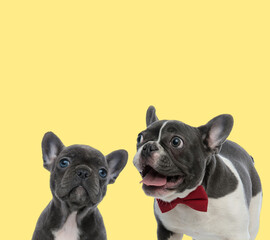 couple of french bulldog dogs sitting with tongue exposed
