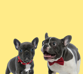 french bulldog dogs standing with tongue out