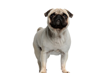 Obraz premium Curious Pug puppy looking forward while standing