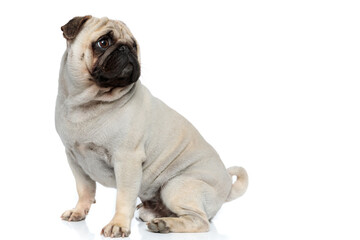 Obraz premium Side view of curious Pug puppy curiously looking over shoulder