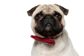 Closeup of an adorable Lovely Pug puppy wearing red bowtie