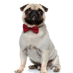 Fototapeta premium Lovely Pug puppy wearing bowtie while sitting