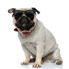 Gentleman Pug puppy wearing sunglasses and bowtie while sitting