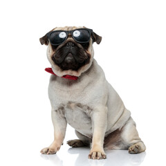 Obraz premium Brave Pug puppy wearing sunglasses and bowtie, looking forward