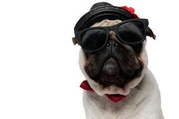Closeup of mysterious Pug puppy wearing hat, sunglasses and bowtie