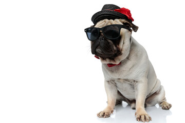 Mysterious Pug puppy wearing hat, sunglasses and bowtie, looking away