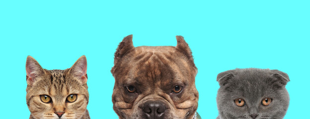 Fototapeta premium 3 animals standing with half of face exposed