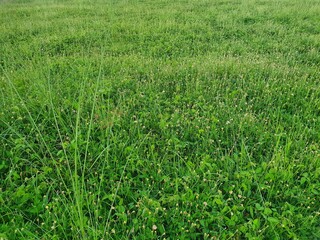 들판, 목초, green, 네이처, 식물, 경작, 여름, 목초지, 봄, 잔디, 라이스, 농장, 밀, 경관, 성장, 결, 신선, 곡류, 먹을것, 내추럴, 아웃도어, 요약, 농촌