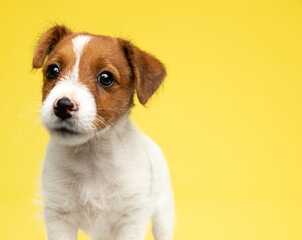 Lovely Jack Russell Terrier looking forward with puppy eyes