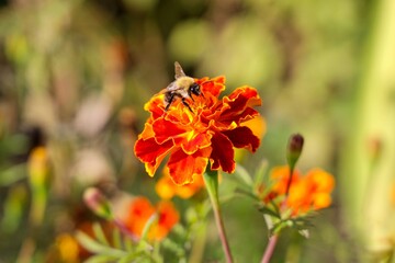 A bittern sitting on a flower.