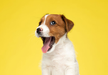 Happy Jack Russell Terrier smiling and panting