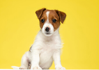 Confident Jack Russell Terrier looking forward while sitting