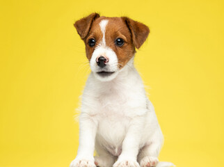Dutiful Jack Russell Terrier looking forward and waiting