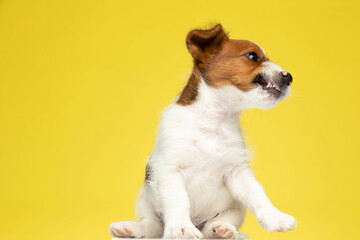 Angry Jack Russell Terrier growling and showing teeth