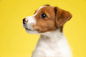 Close up of curious Jack Russell Terrier looking away