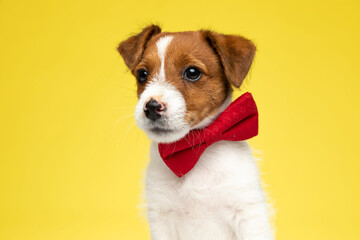 Adorable Jack Russell Terrier puppy wearing bowtie