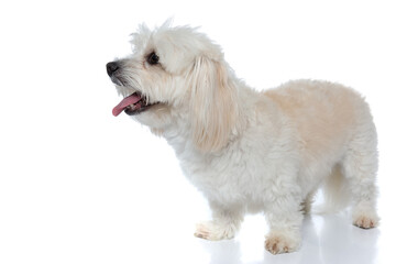 beautiful bichon dog looking up at something