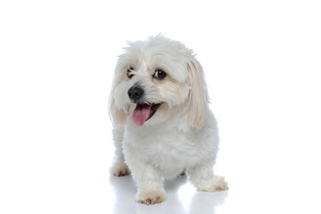 little cute bichon dog looking away with his tongue out